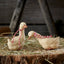Rumle & Rufus Klarborg Goslings 