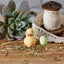 Klarborg Duckling - Rappe 