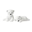 Nuka & Enok Klarborg Polar bear cubs 
